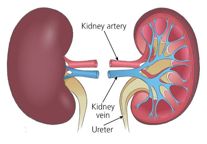 Normal Kidneys 