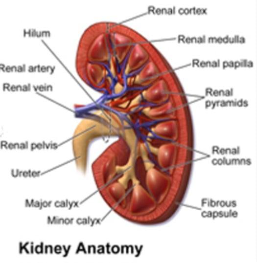 Picture of Kidney Anatomy